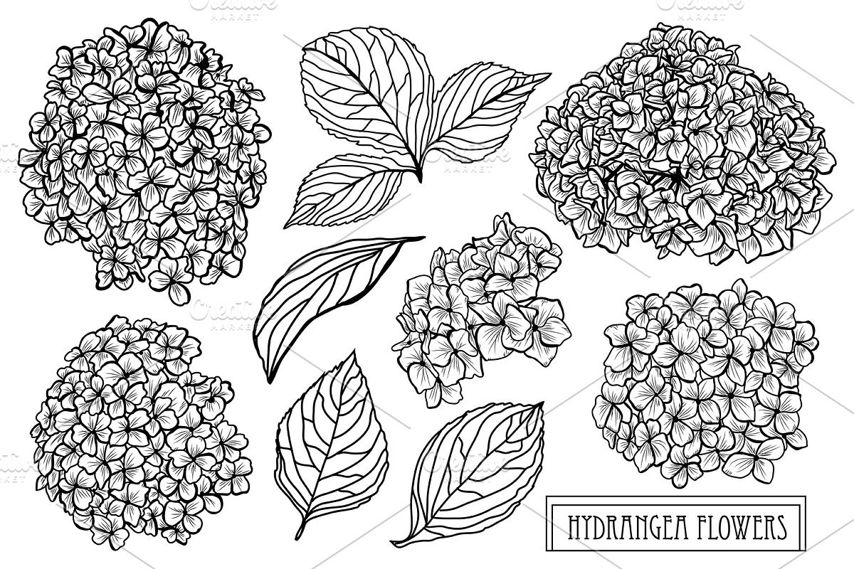 Hydrangea Flowers Set in Illustrations - product preview 8