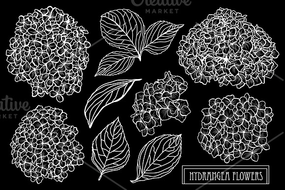 Hydrangea Flowers Set in Illustrations - product preview 1