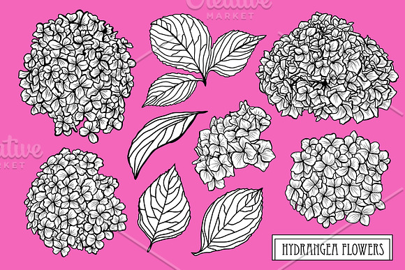 Hydrangea Flowers Set in Illustrations - product preview 2