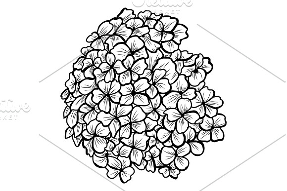 Hydrangea Flowers Set in Illustrations - product preview 3