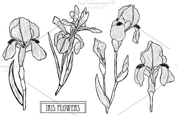 Iris Flowers Set
