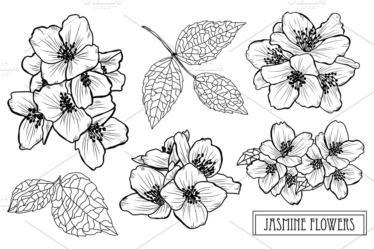 Jasmine Flowers Set in Illustrations - product preview 8