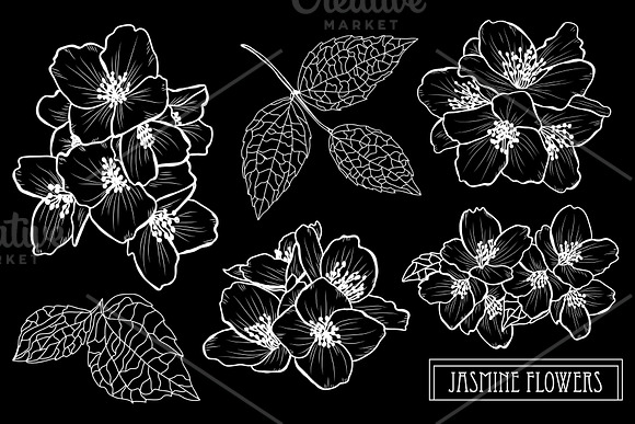 Jasmine Flowers Set in Illustrations - product preview 1