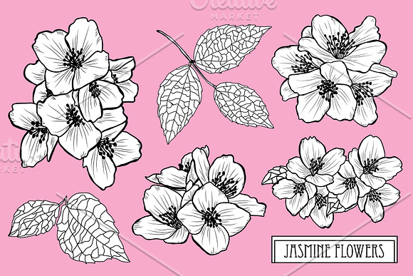 Jasmine Flowers Set in Illustrations - product preview 2