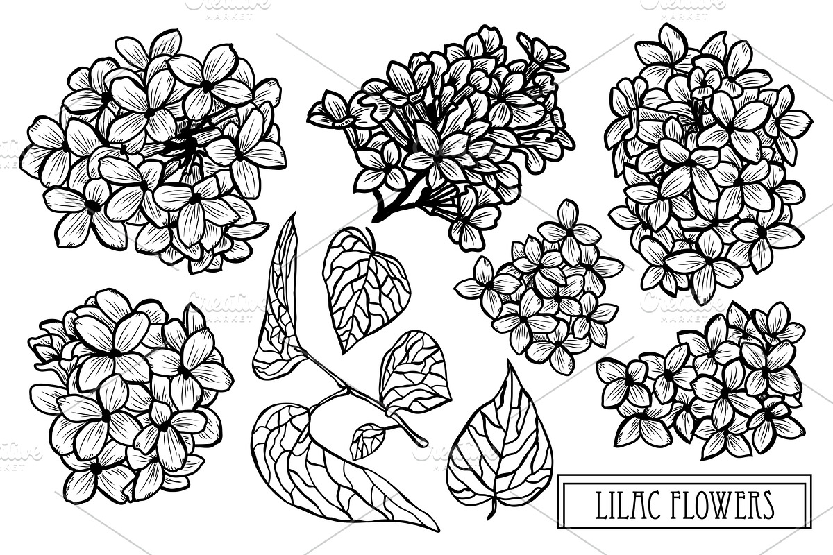 Lilac Flowers Set in Illustrations - product preview 8