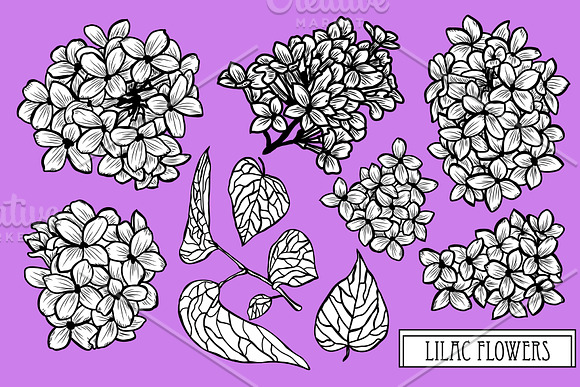 Lilac Flowers Set in Illustrations - product preview 2