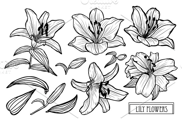 Lily Flowers Set