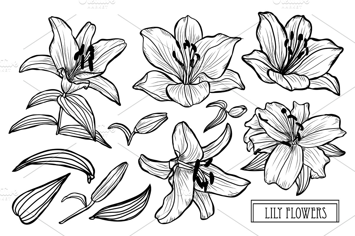 Lily Flowers Set in Illustrations - product preview 8