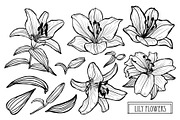 Lily Flowers Set