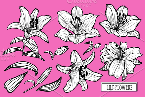 Lily Flowers Set in Illustrations - product preview 2