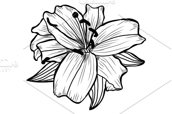 Lily Flowers Set in Illustrations - product preview 3