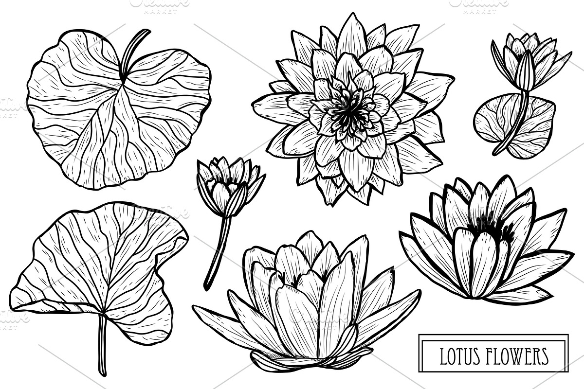 Lotus Flowers Set in Illustrations - product preview 8
