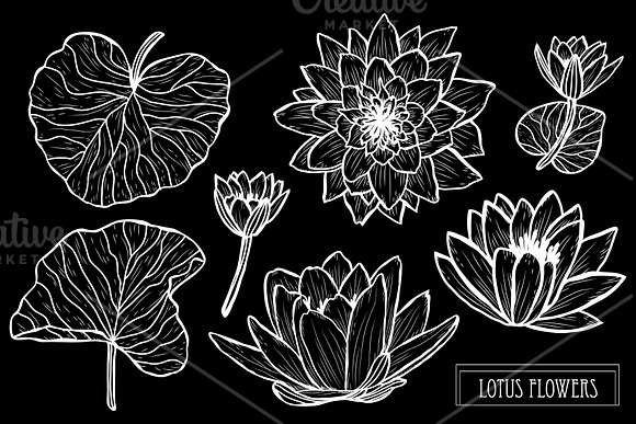 Lotus Flowers Set in Illustrations - product preview 1