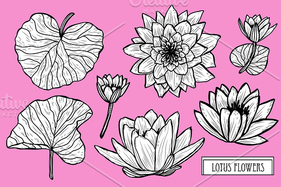 Lotus Flowers Set in Illustrations - product preview 2