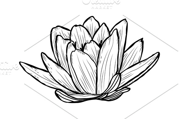 Lotus Flowers Set in Illustrations - product preview 3