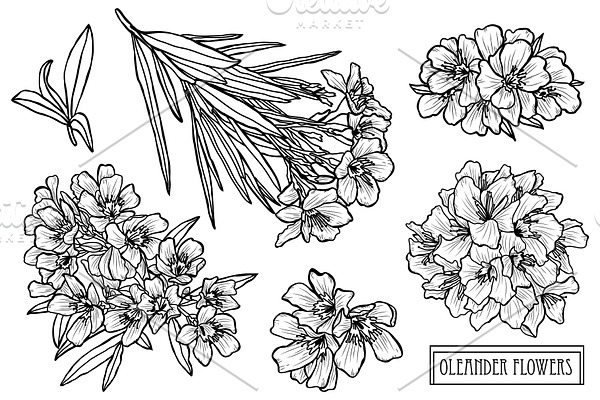 Oleander Flowers Set