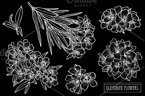Oleander Flowers Set in Illustrations - product preview 1