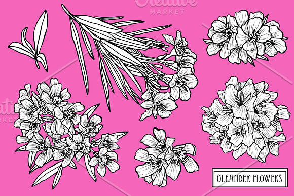 Oleander Flowers Set in Illustrations - product preview 2