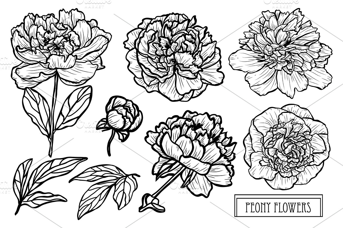 Peony Flowers Set in Illustrations - product preview 8