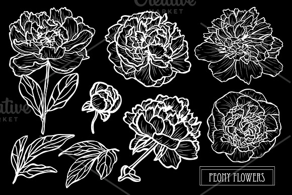 Peony Flowers Set in Illustrations - product preview 1