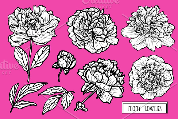 Peony Flowers Set in Illustrations - product preview 2