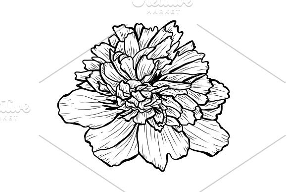 Peony Flowers Set in Illustrations - product preview 3