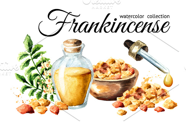 Frankincense. Watercolor collection