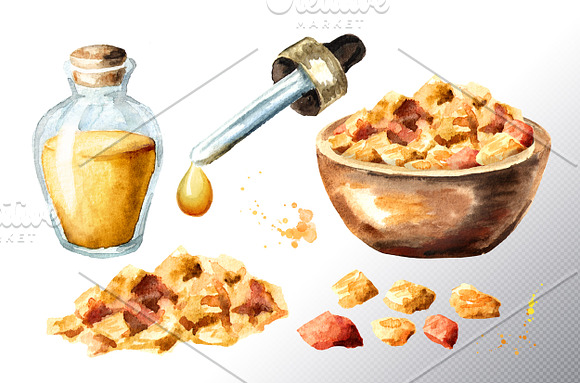 Frankincense. Watercolor collection in Illustrations - product preview 2
