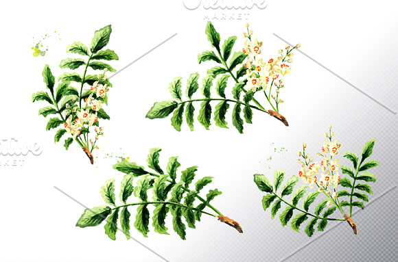 Frankincense. Watercolor collection in Illustrations - product preview 3