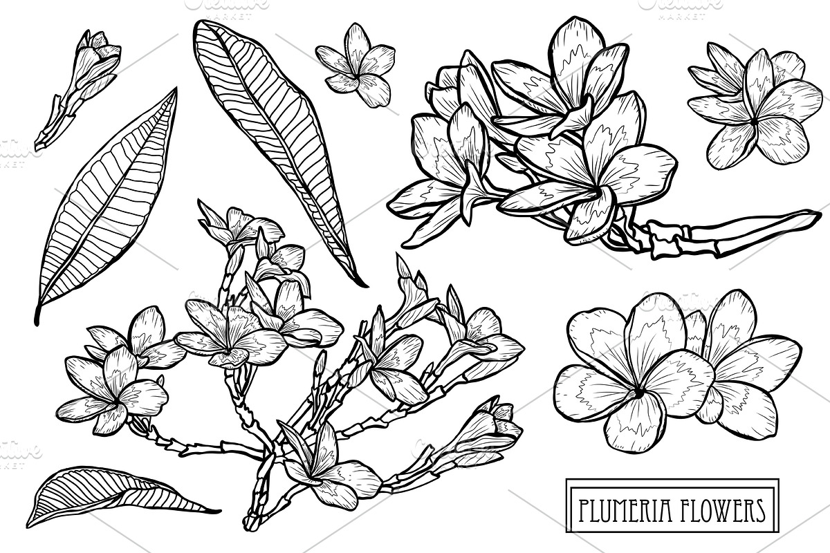 Plumeria Flowers Set in Illustrations - product preview 8