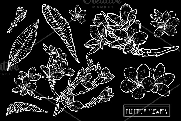 Plumeria Flowers Set in Illustrations - product preview 1