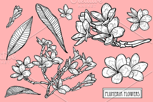 Plumeria Flowers Set in Illustrations - product preview 2