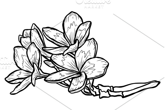 Plumeria Flowers Set in Illustrations - product preview 3