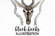 Deer Vintage Black Bucks Antlers