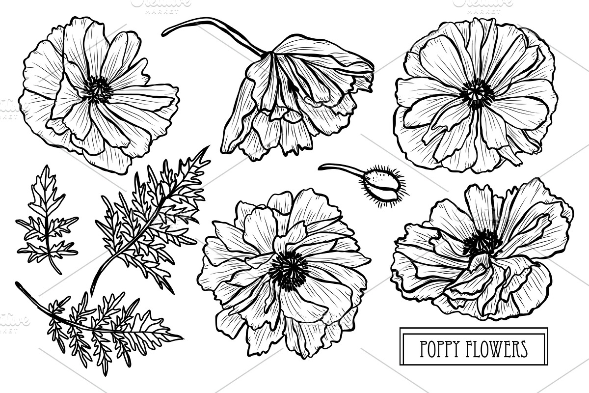 Poppy Flowers Set in Illustrations - product preview 8