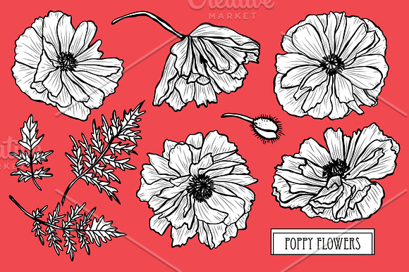Poppy Flowers Set in Illustrations - product preview 2
