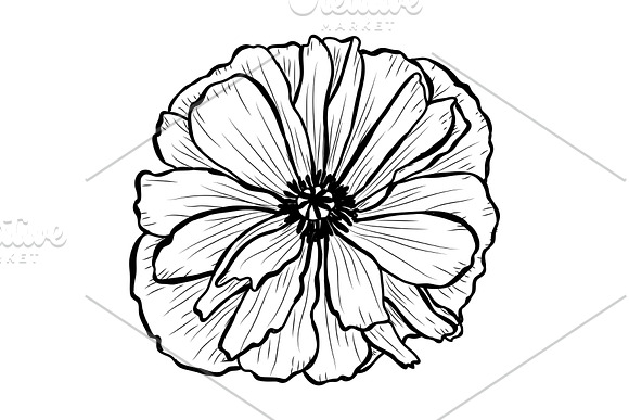 Poppy Flowers Set in Illustrations - product preview 3
