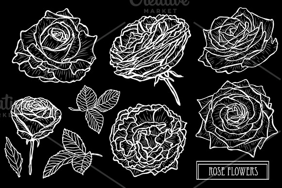 Rose Flowers Set in Illustrations - product preview 1
