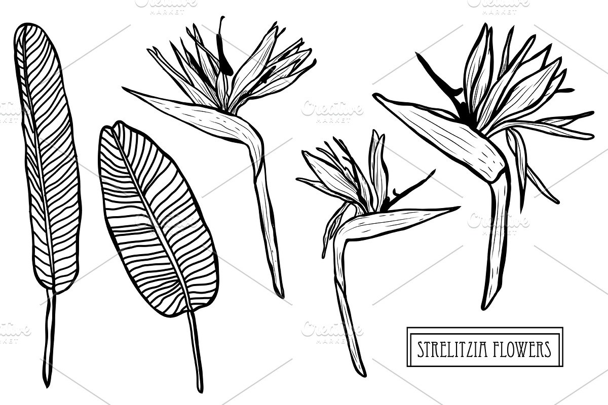 Strelitzia Flowers Set in Illustrations - product preview 8