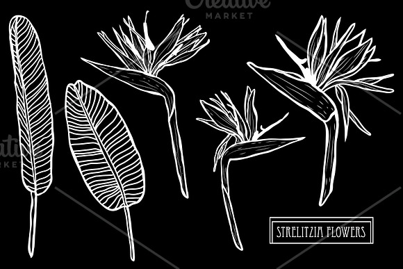 Strelitzia Flowers Set in Illustrations - product preview 1