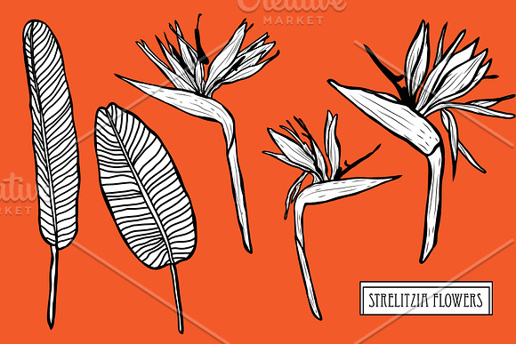 Strelitzia Flowers Set in Illustrations - product preview 2
