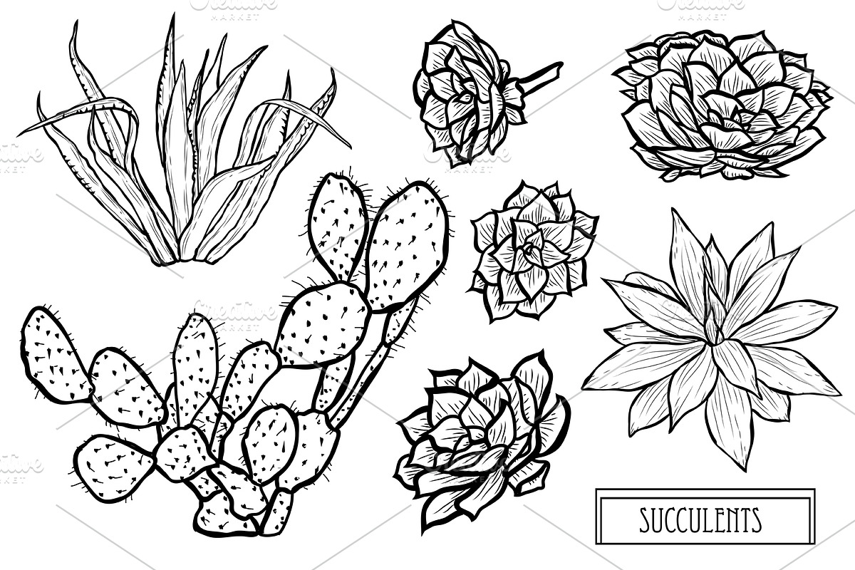 Succulents Set in Illustrations - product preview 8