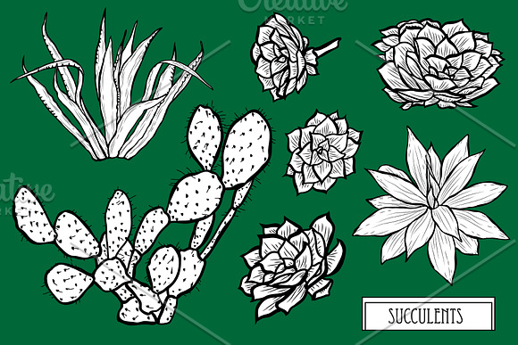 Succulents Set in Illustrations - product preview 2