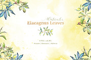 Elaeagnus leaves Watercolor png 