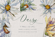 DAISY Watercolor png 