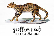 Cat Geoffroys Wild Cat Vintage