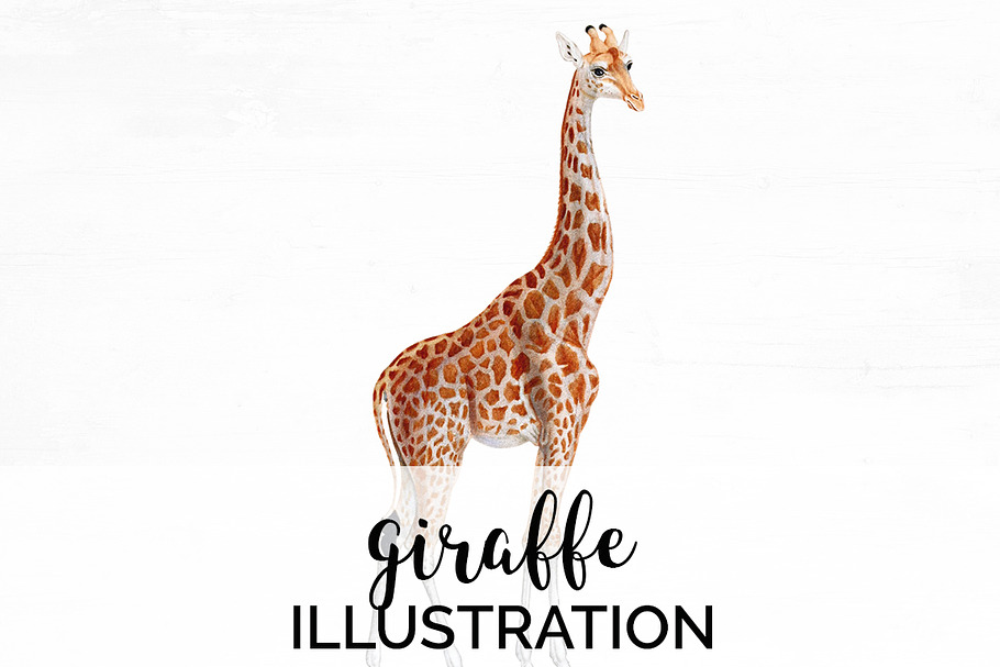 Giraffe Vintage Watercolor Giraffe in Illustrations - product preview 8
