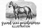 Horse Grand Race Percheronne Vintage