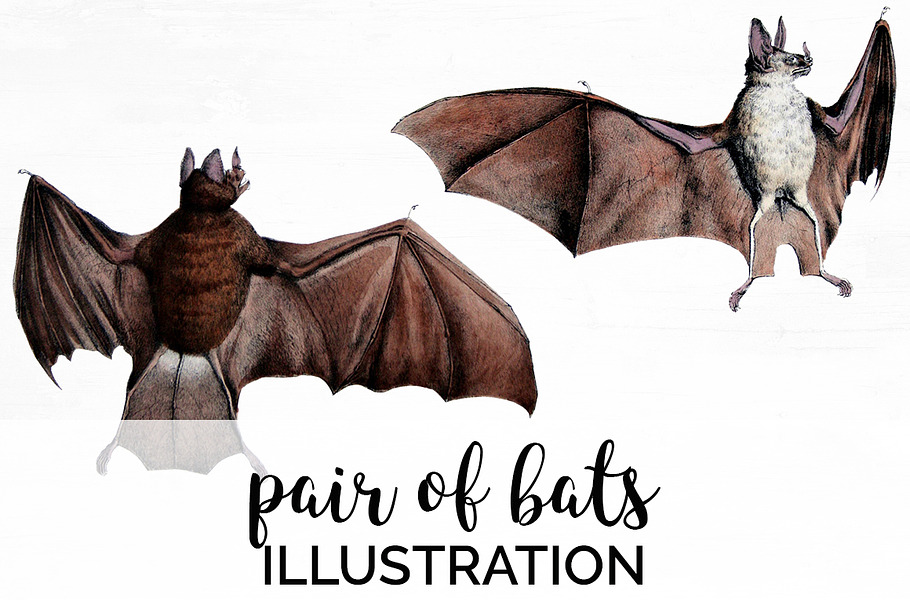 Bats Vintage Watercolor Bat