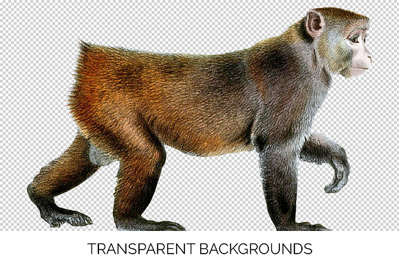 Monkey Rhesus Monkey in Illustrations - product preview 2